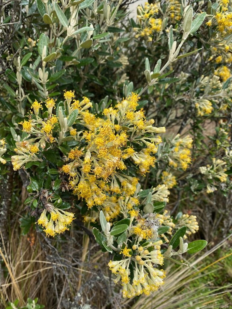 Gynoxys parvifolia, photographed by desertnaturalist