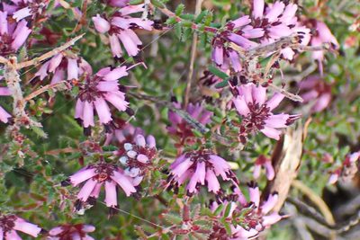 Erica radicans, photographed by Di Turner