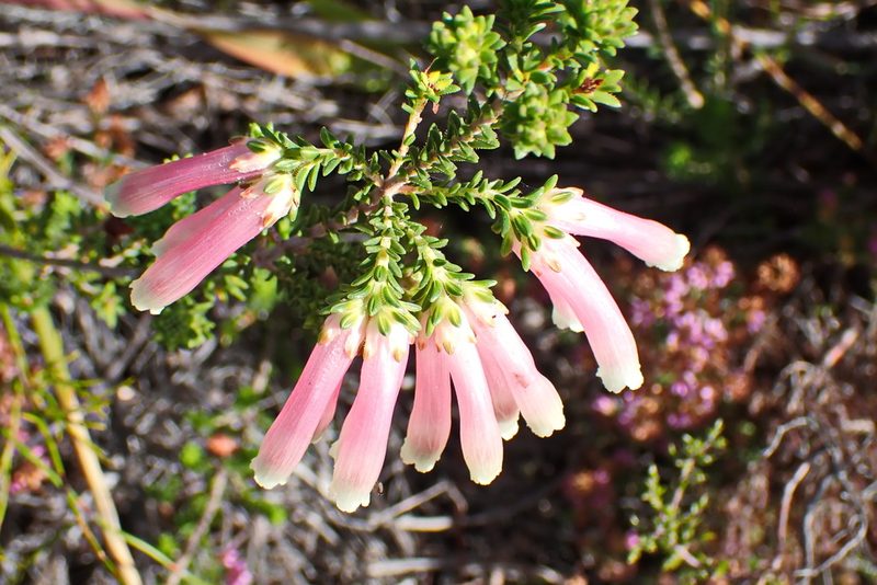 Erica versicolor, photographed by Di Turner