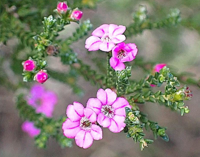 Euchaetis albertiniana, photographed by Di Turner