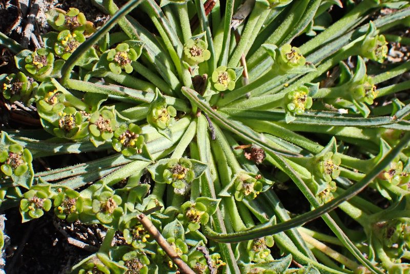 Euphorbia silenifolia, photographed by Di Turner