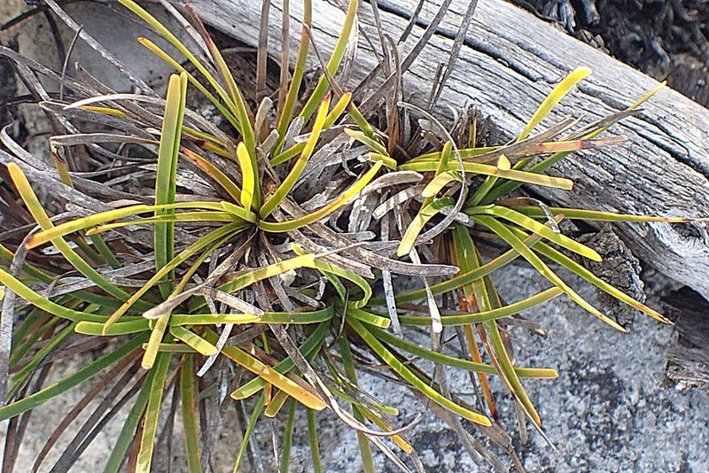 Ficinia truncata, photographed by Di Turner