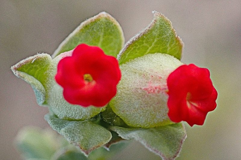 Hermannia trifoliata, photographed by Di Turner