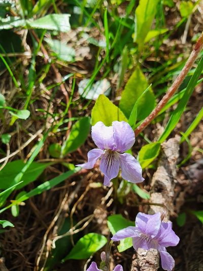 Viola thomasiana, photographed by hecklemore