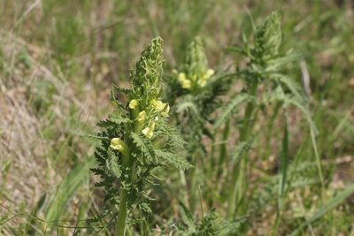 Pedicularis kaufmannii, photographed by Liubov Ilminska