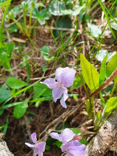 Viola thomasiana, photographed by hecklemore