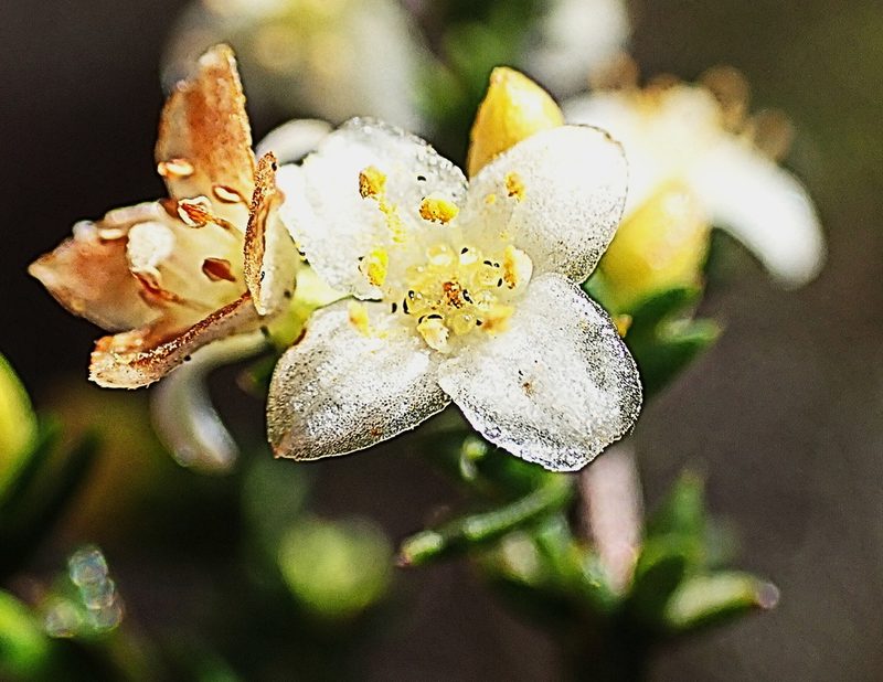 Lachnaea axillaris, photographed by Di Turner