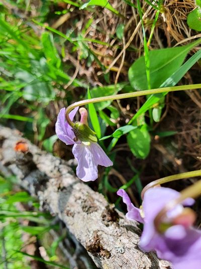Viola thomasiana, photographed by hecklemore