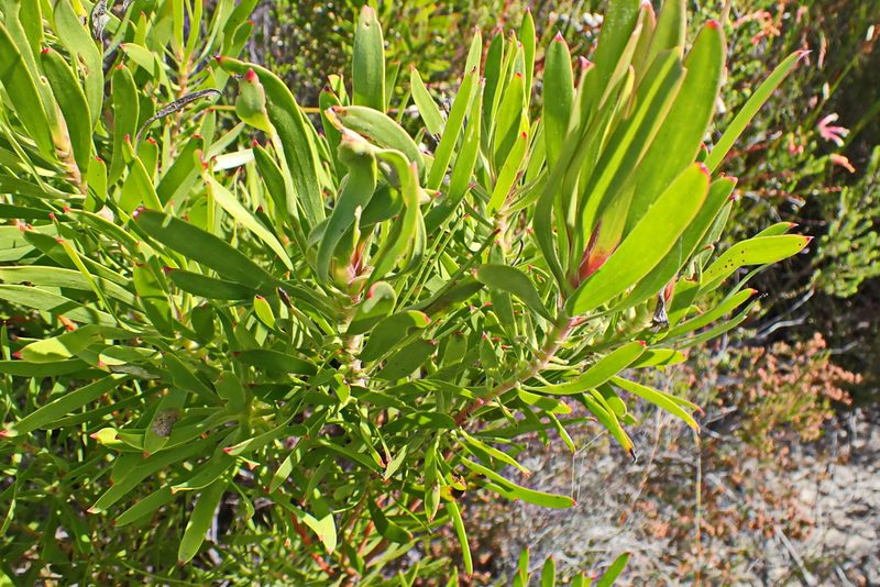 Leucadendron meridianum, photographed by Di Turner