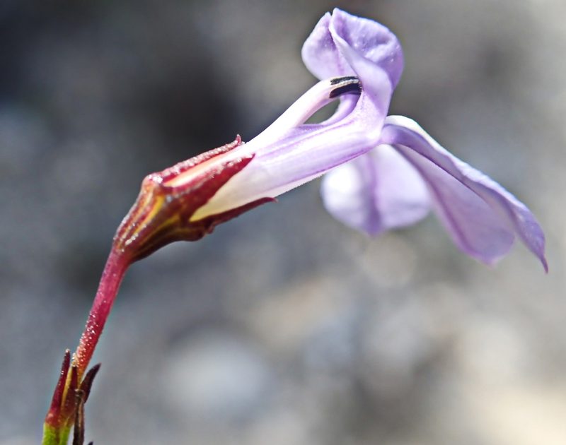 Lobelia capillifolia, photographed by Di Turner