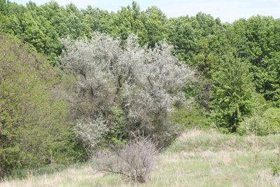 Elaeagnus angustifolia, photographed by Liubov Ilminska