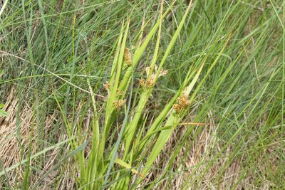 Luzula pallescens, photographed by Liubov Ilminska