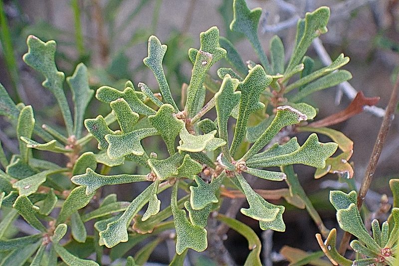 Myrica quercifolia, photographed by Di Turner