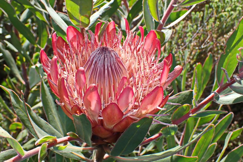 Protea susannae, photographed by Di Turner