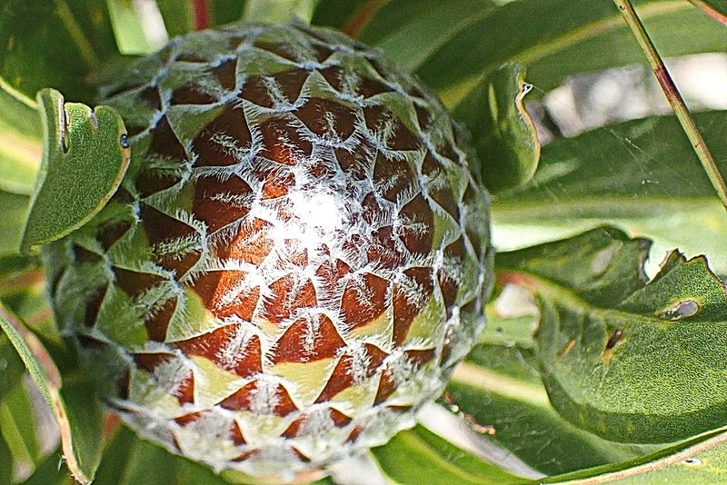 Protea obtusifolia, photographed by Di Turner