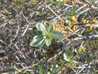 Hippophae rhamnoides, photographed by Elvira de Lange