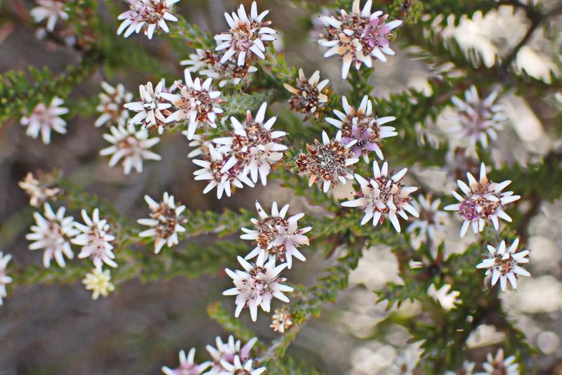 Staavia radiata, photographed by Di Turner