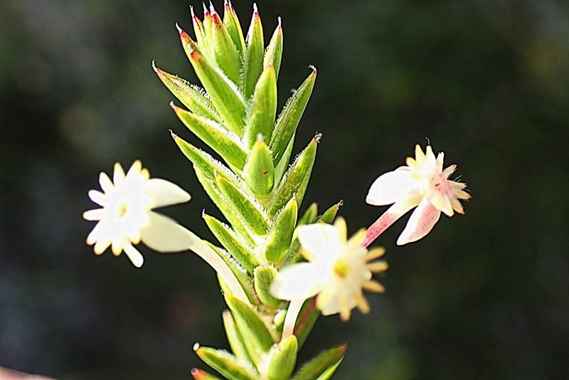 Struthiola rigida, photographed by Di Turner