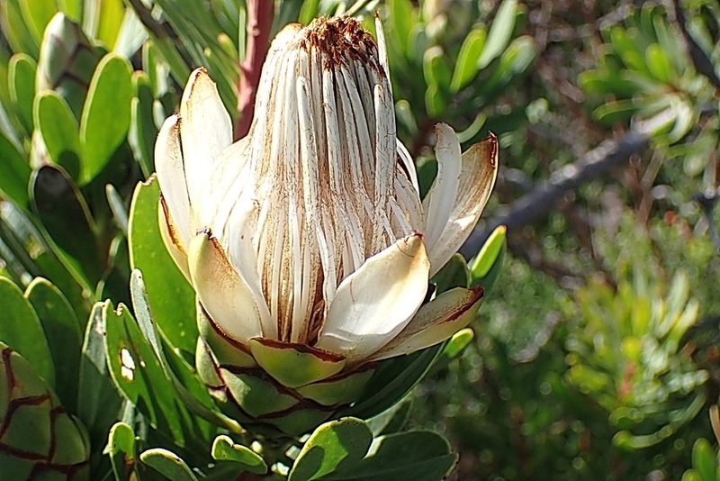 Protea lanceolata, photographed by Di Turner