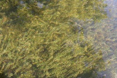 Elodea canadensis, photographed by Liubov Ilminska