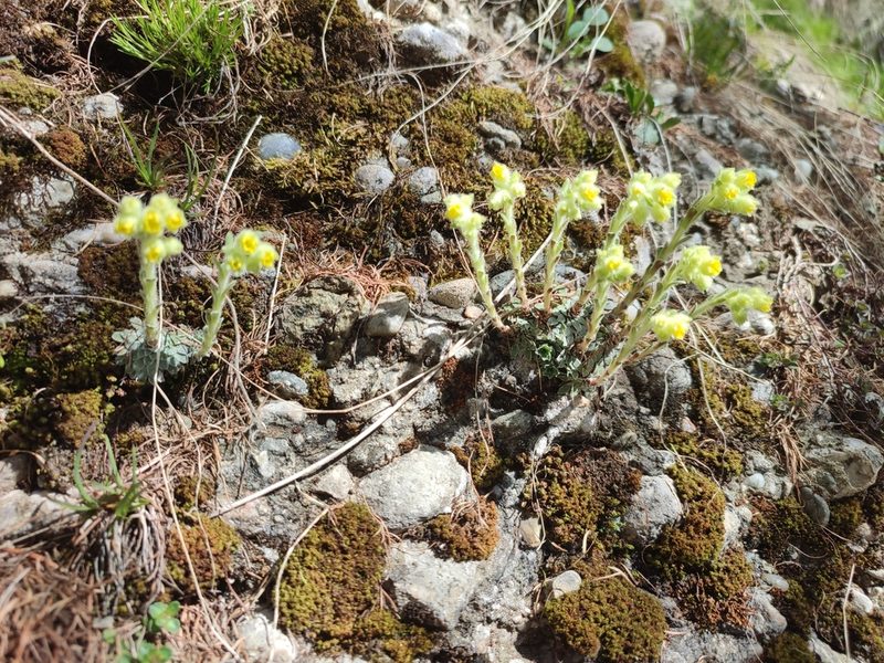 Saxifraga luteoviridis, photographed by xulescu_g