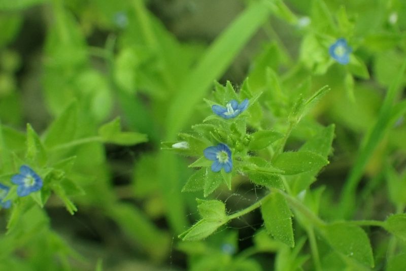 Veronica biloba, photographed by Pavel Borodin