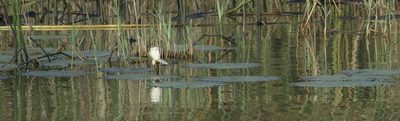 Nymphaea lotus, photographed by Jean-Paul Boerekamps