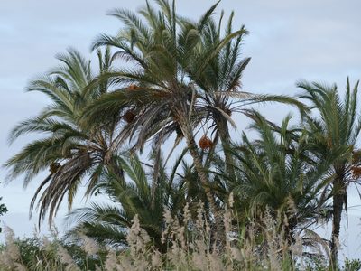 Phoenix reclinata, photographed by Jean-Paul Boerekamps