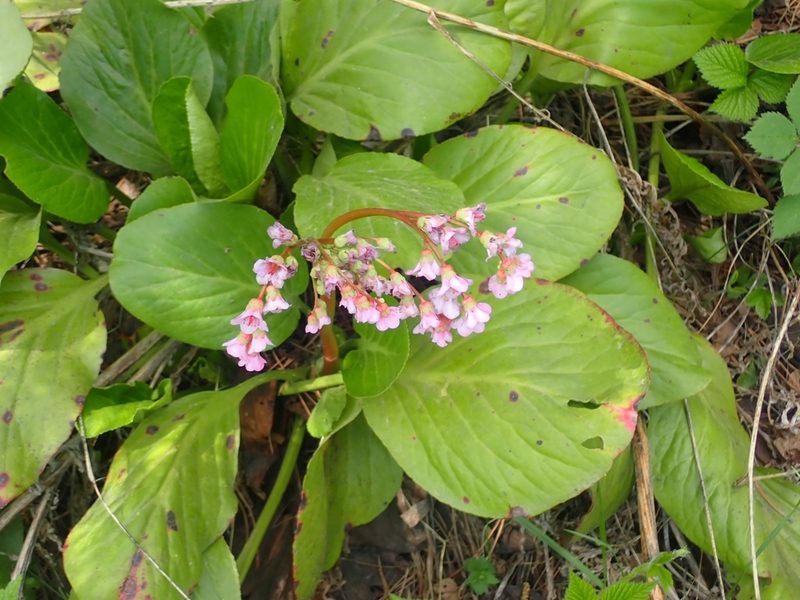 Bergenia crassifolia, photographed by Pavel Borodin
