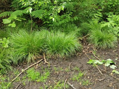 Carex remota, photographed by Mark Pritchard