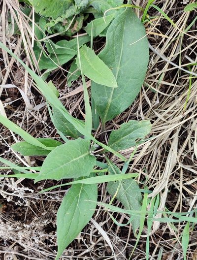 Saussurea amara, photographed by Yurii Basov