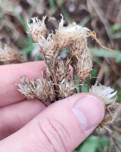 Saussurea amara, photographed by Yurii Basov