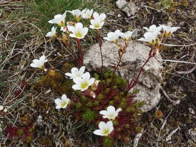 Saxifraga rosacea, photographed by Jamie O'Neill