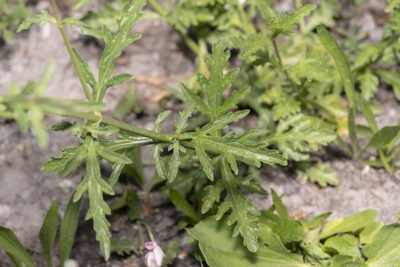 Verbena officinalis, photographed by Eleftherios Katsillis