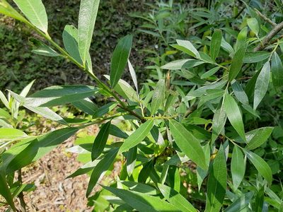 Salix alba, photographed by Maurizio