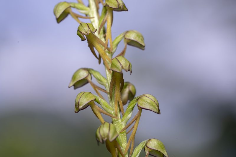 Orchis anthropophora, photographed by Eleftherios Katsillis