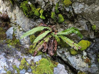 Polystichum lonchitis, photographed by Timothy McNitt