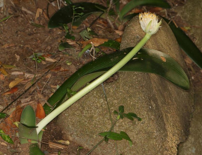 Haemanthus albiflos, photographed by Alan Manson