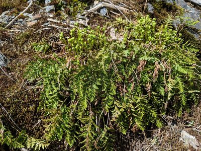 Cryptogramma acrostichoides, photographed by Timothy McNitt