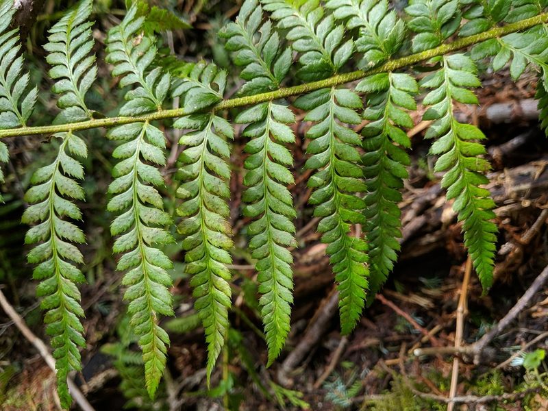 Polystichum andersonii, photographed by Timothy McNitt