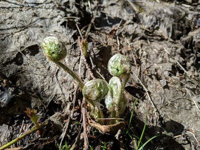 Polystichum andersonii, photographed by Timothy McNitt