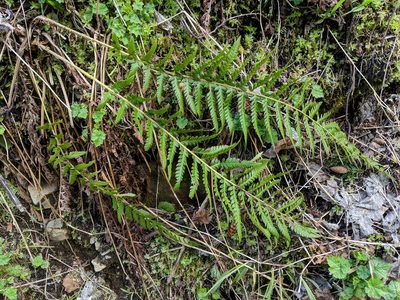Polystichum andersonii, photographed by Timothy McNitt