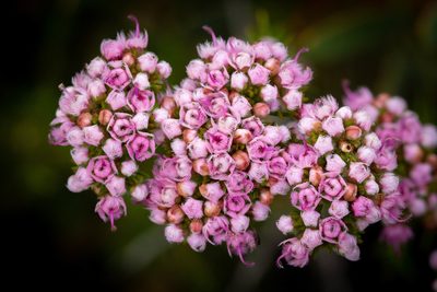 Verticordia densiflora, photographed by Cal Wood