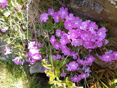 Primula hirsuta, photographed by RAUL DAL SANTO