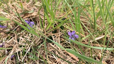 Viola riviniana, photographed by Wilma Harper