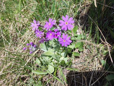 Primula halleri, photographed by xulescu_g