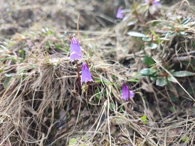 Soldanella pusilla, photographed by xulescu_g