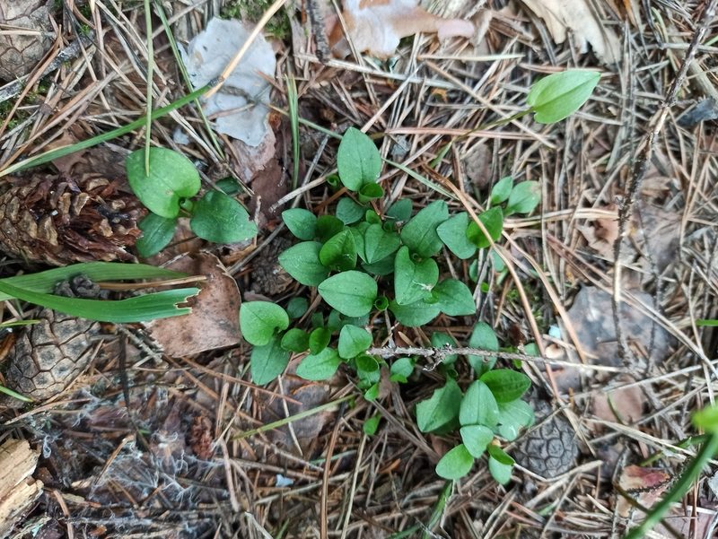 Goodyera repens, photographed by Игорь Васильев