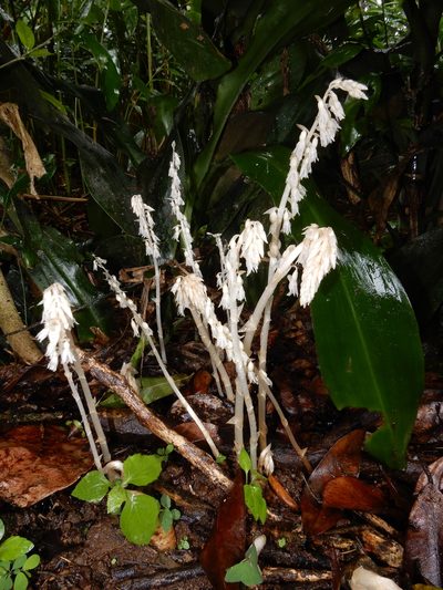 Epipogium roseum, photographed by Seema Merchant