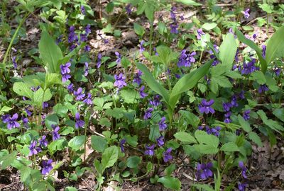 Viola uliginosa, photographed by Игорь Васильев